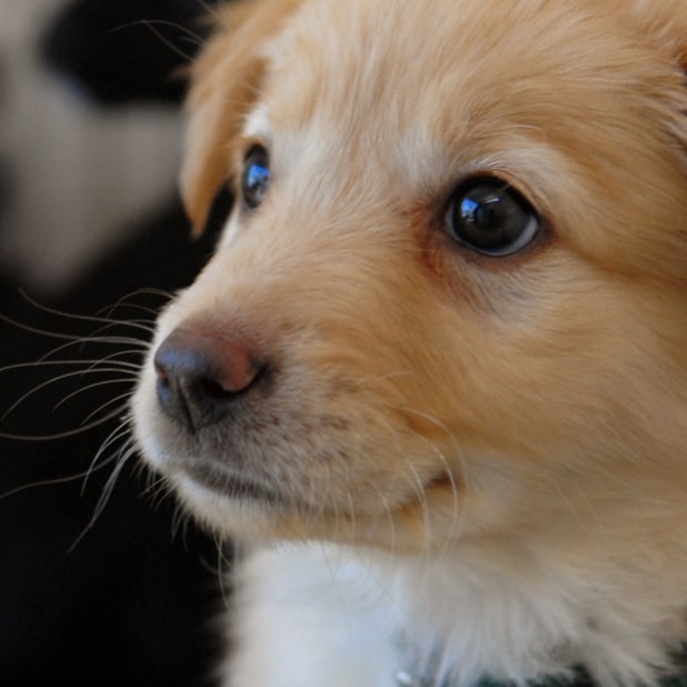 RylieTheRescue