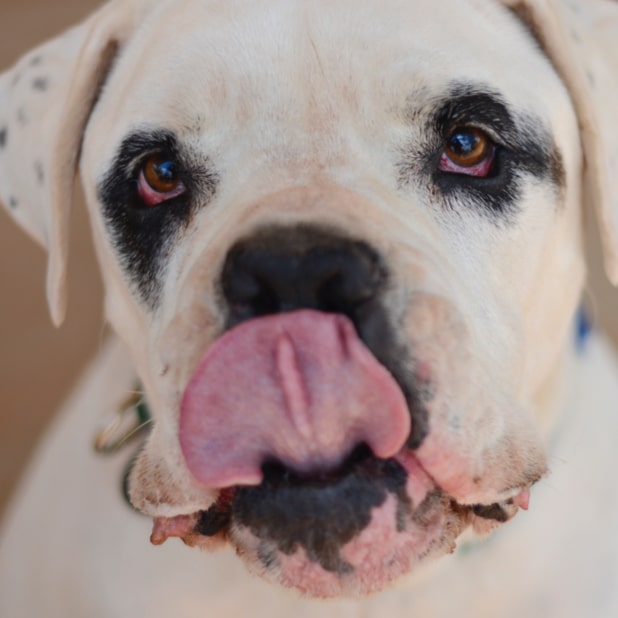 RylieTheRescue