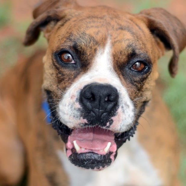 RylieTheRescue