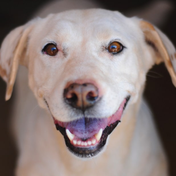RylieTheRescue