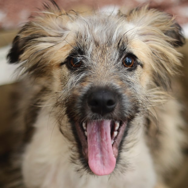 RylieTheRescue