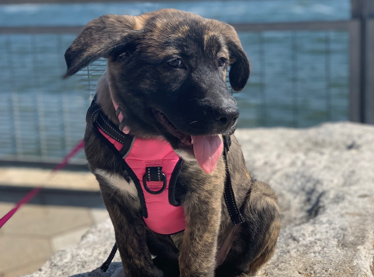 RylieTheRescue