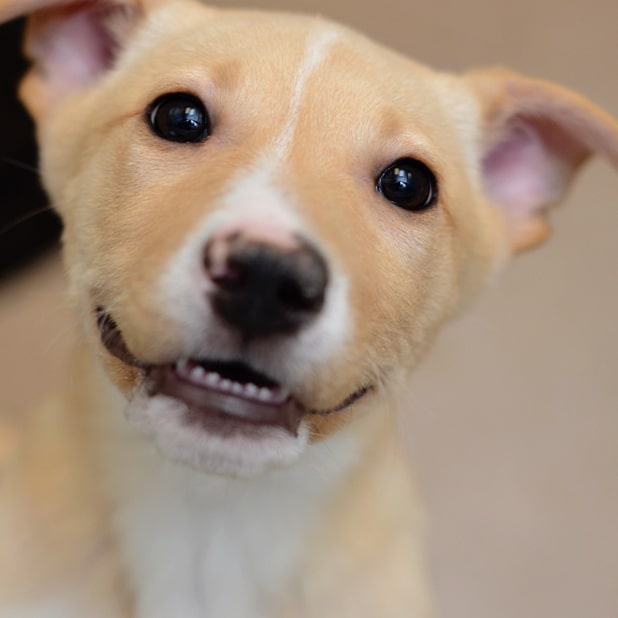 RylieTheRescue