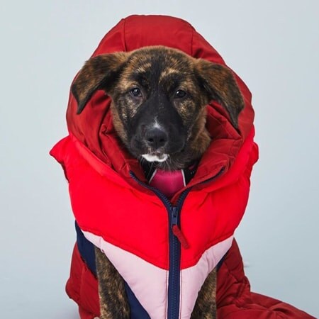 RylieTheRescue