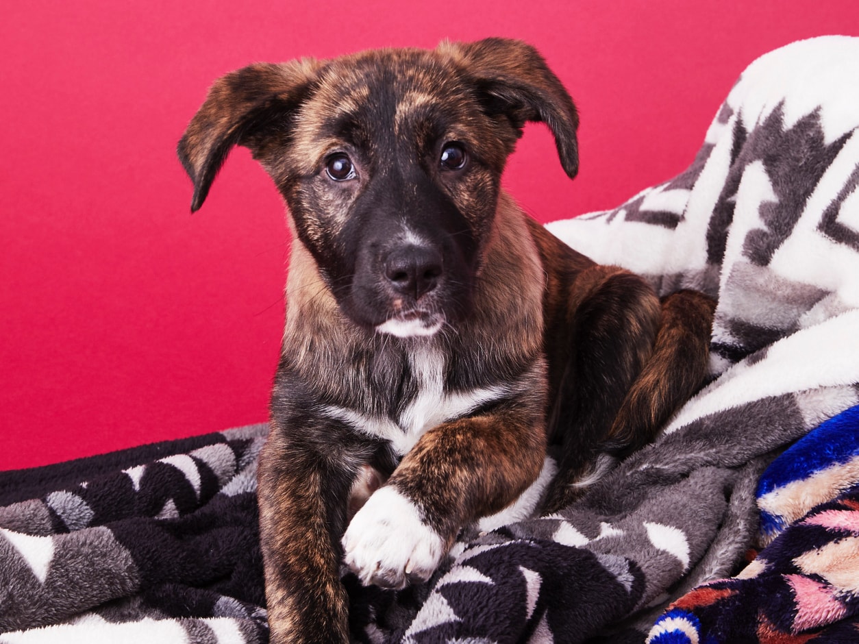 RylieTheRescue